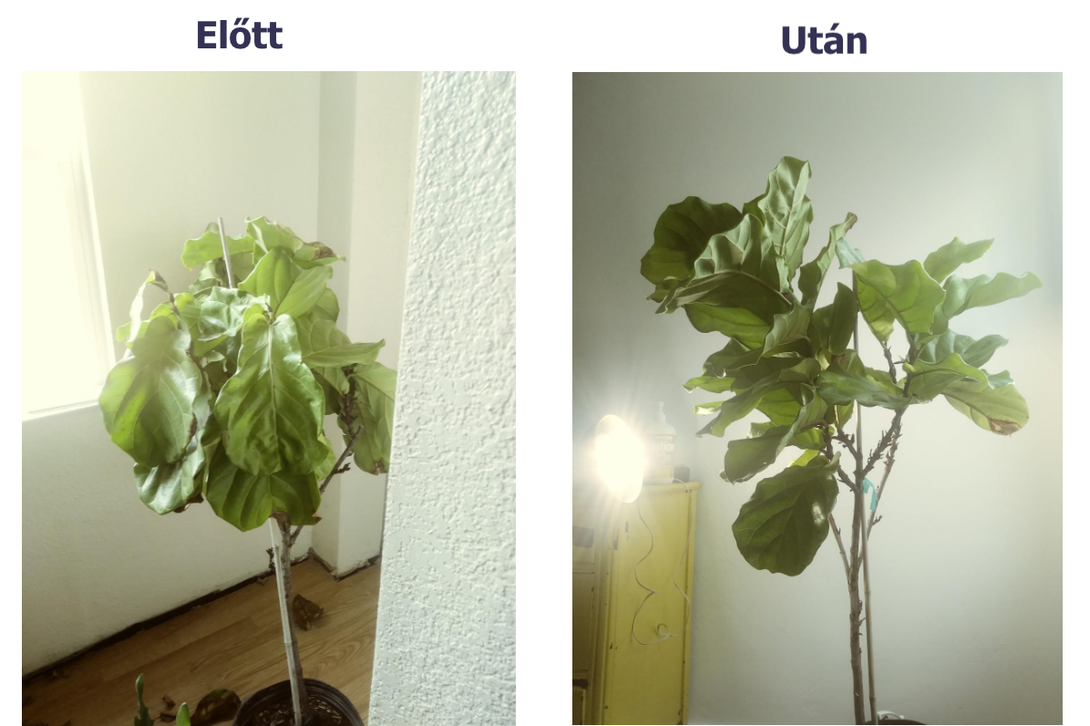 rostlina pred a po pouziti led osvetleni_1